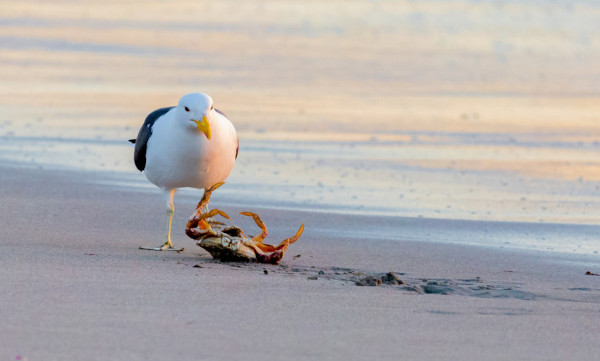 Invertebrados marinhos fazem parte da dieta das gaivotas.