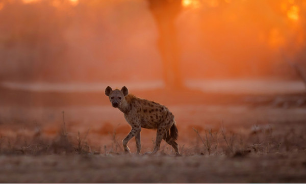 Hienas são animais encontrados em regiões da África e Ásia.