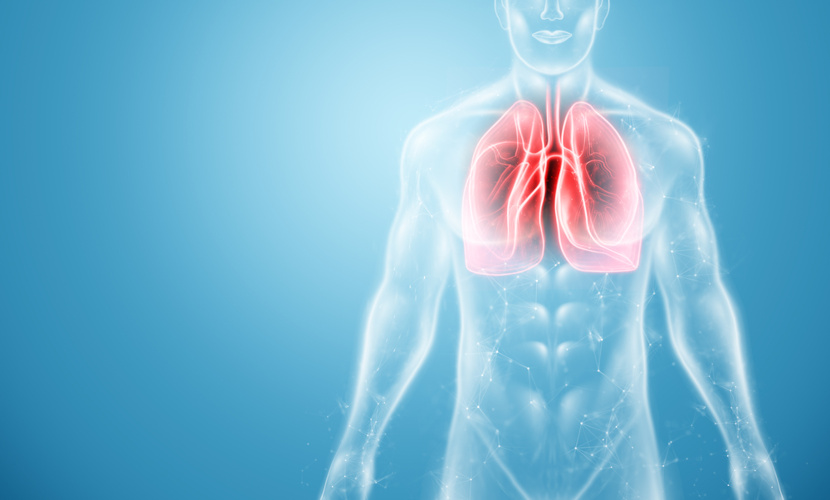 Os pulmões são órgãos que fazem parte do sistema respiratório.