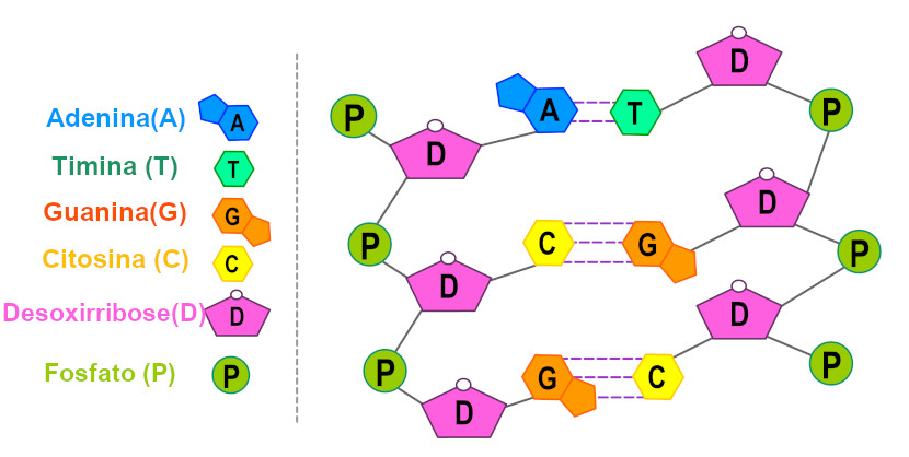 DNA fosfato