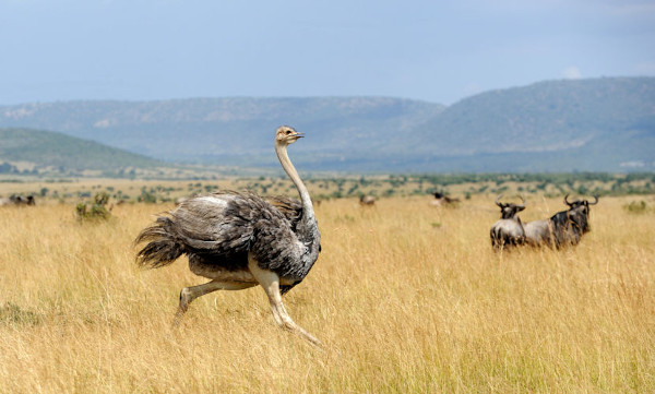 A avestruz não é capaz de voar, mas se destaca por correr em alta velocidade.