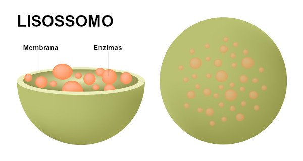 Lisossomos são organelas com grandes quantidades de enzimas que atuam na digestão intracelular.
