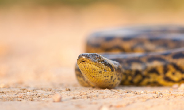 Cobra ou serpente? Qual o nome correto: cobra ou serpente? - Escola Kids