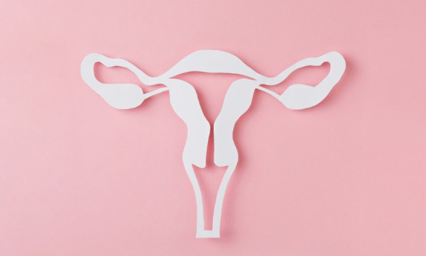 Representação do sistema reprodutor feminino em fundo rosa