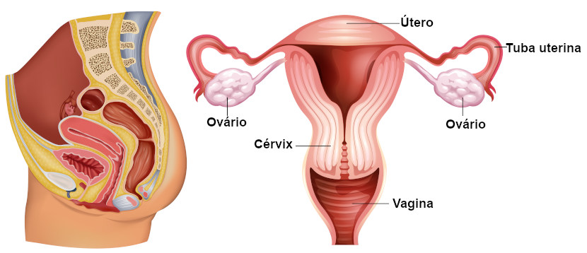 Aparelho reprodutor feminino de serpente, evidenciando os ovários