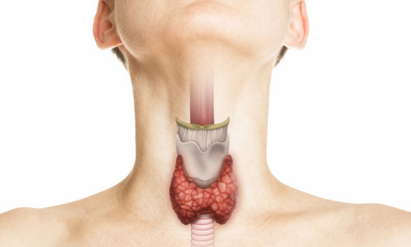 Representação desenhada da tireoide e sua localização no corpo humano