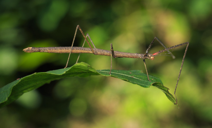Bicho-pau em folha