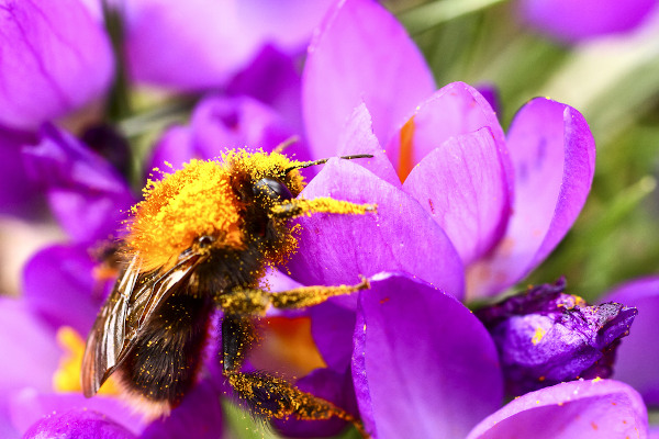 Vista aproximada de uma abelha, coberta de pólen, em uma flor de açafrão.