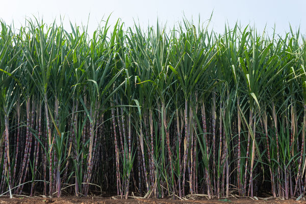 Vista de frente de uma plantação de cana-de-açúcar