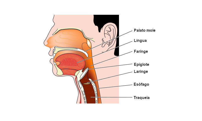 Ilustração da localização da epiglote no corpo humano