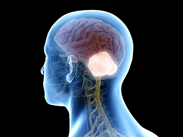 Ilustração em 3d da localização do cerebelo na fossa craniana posterior