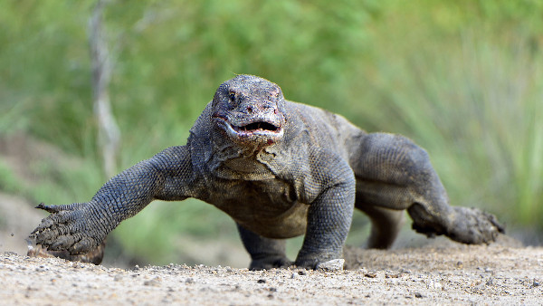 Dragão-de-komodo andando na terra.