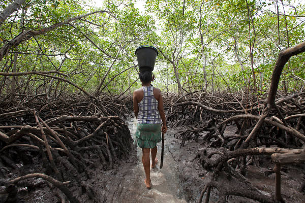 Mulher anda em região de mangue, na Bahia, com balde na cabeça para a captura de caranguejos.