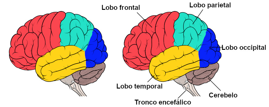 Sistema nervoso periférico (Normal) Jogo do Sistema nervoso. Como é que se  chama? - Jogos de Ciências Naturais