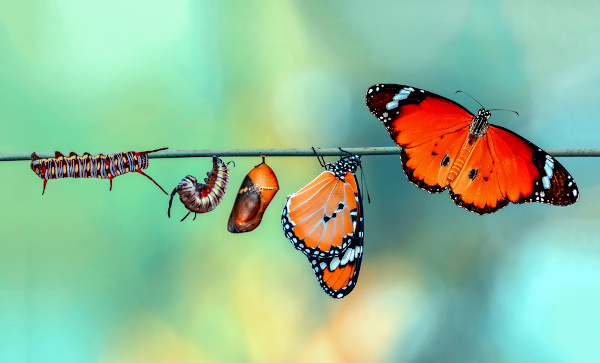 A lagarta sofre metamorfose, passando por diferentes etapas de desenvolvimento até se transformar em borboleta.