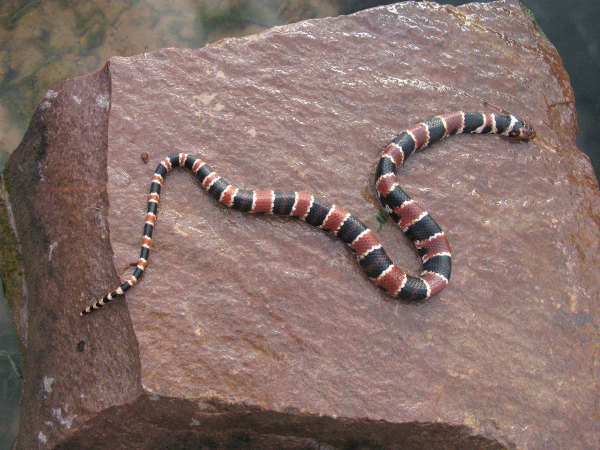 Cobra-coral verdadeira pode ser preta e branca; coloração varia entre as 45  espécies do Brasil, Terra da Gente