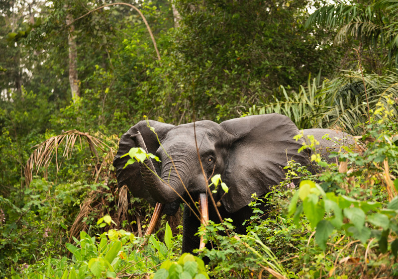 Elefante-africano-da-floresta entre galhos e arbustos de uma floresta.