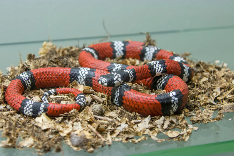 Cobra-coral-verdadeira e falsa-coral: diferenças - Escola Kids