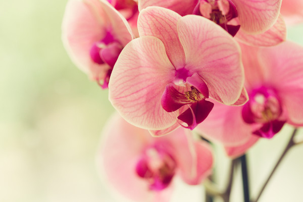 Flor de orquídea com pétalas cor-de-rosa.