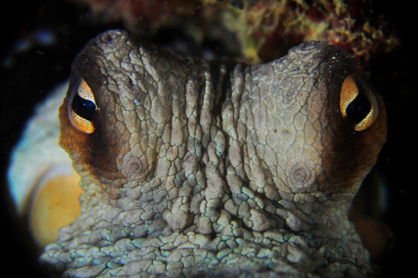Vista aproximada dos olhos de um polvo 