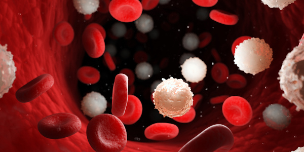 Representação de hemácias (ou glóbulos vermelhos) com glóbulos brancos, componentes do sangue.