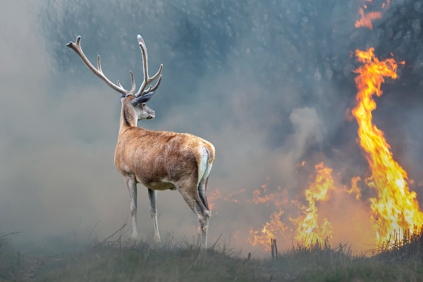Veado observando parte de uma floresta em chamas; as queimadas ameaçam animais em extinção.