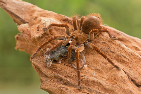 Aranha-caranguejeira em cima de um pedaço de tronco, comendo um rato.