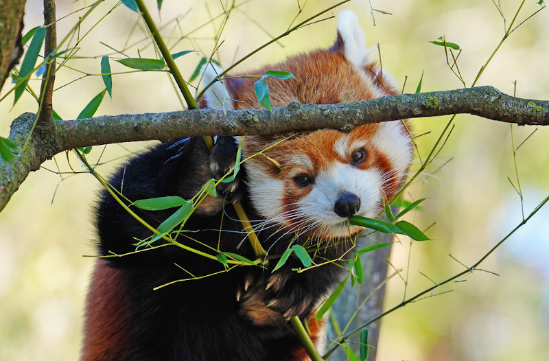 Conheça os pandas-vermelhos, seu amor pelas árvores altas e outras  curiosidades