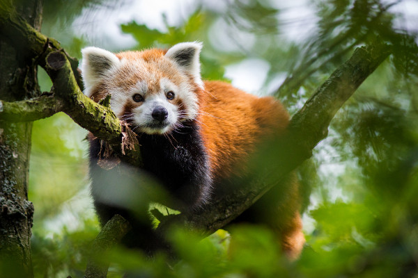 Panda-vermelho em cima de uma árvore.