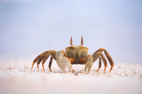 Caranguejo, um animal crustáceo, andando na areia.