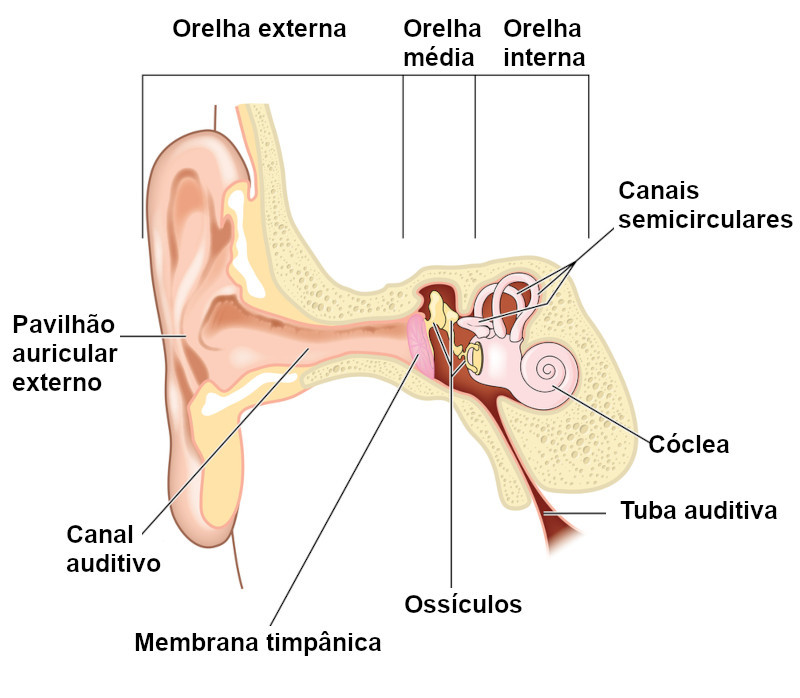 cuidados específica com feridas - Morfofisiologia dos Órgãos da Audição