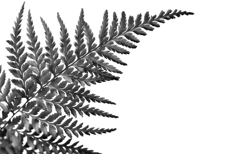 Folhas de planta formando um fractal.