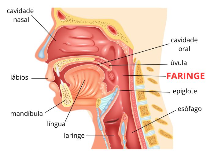 Estruturas presentes próximas à porção superior do sistema digestivo humano, com destaque para a localização da faringe.