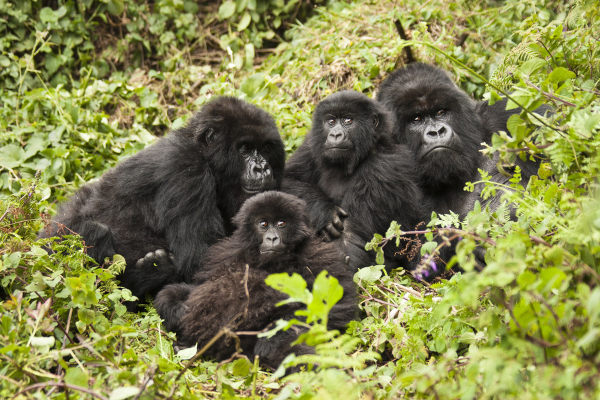 Gorilas-das-montanhas em um ambiente de vegetação, uma das subespécies da espécie gorila-do-oriente.
