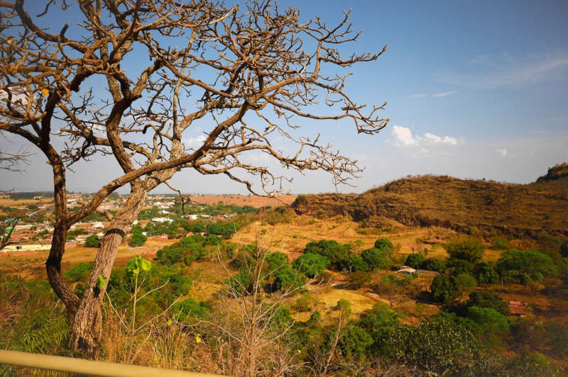 Quais são as Características da Vegetação de Altitude?