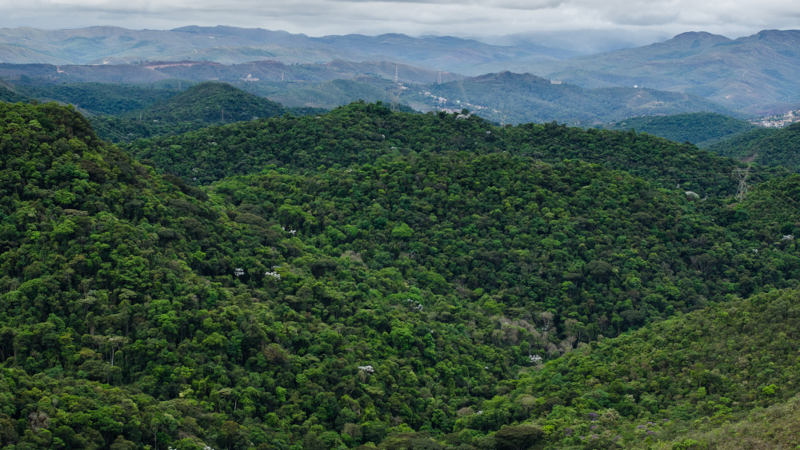 Clima e Vegetação Do Brasil, PDF, Floresta Amazônica