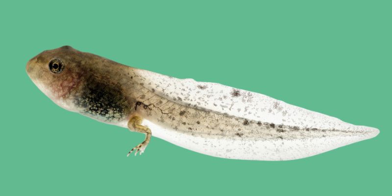 Girino, a fase larval do sapo.