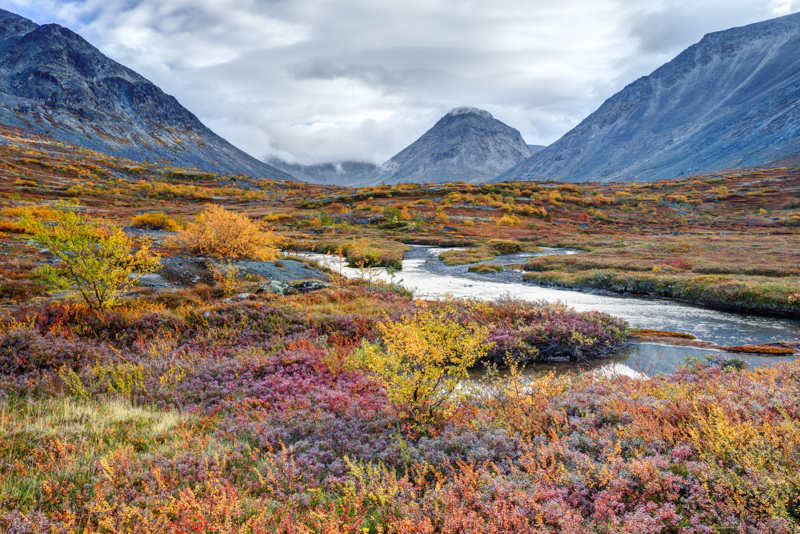 Tundra: características, vegetação, clima, fauna - Brasil Escola