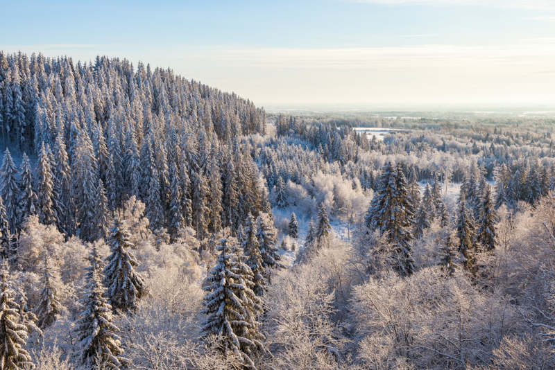 Floresta em clima frio.