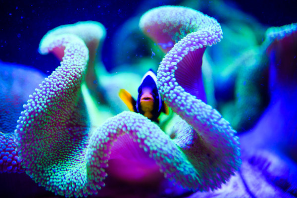Recifes de coral, ecossistemas que abrigam diferentes formas de vida.