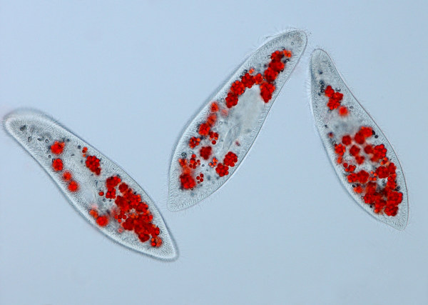 Visualização microscópica do Paramecium, um tipo de protozoário.