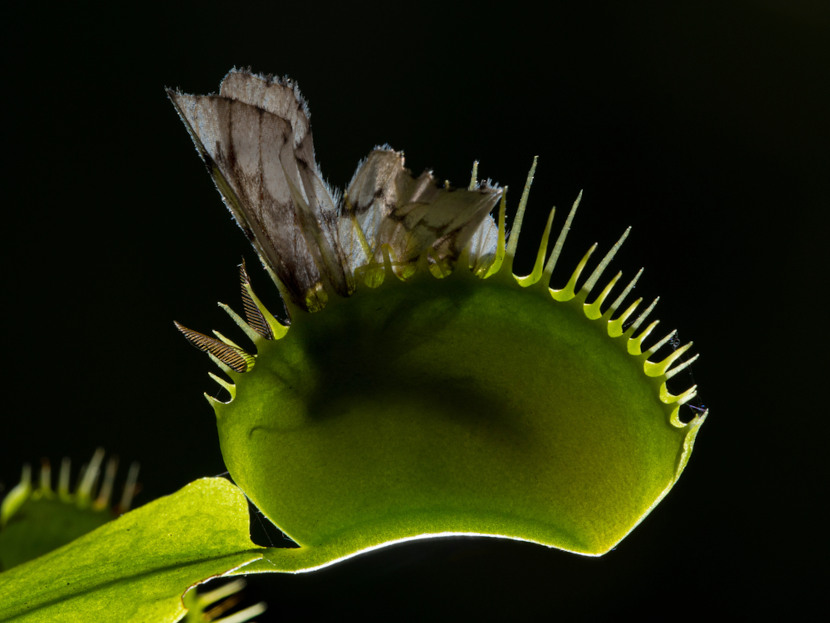 Observe como a Dionaea captura sua presa