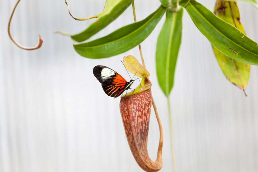 A Nepenthes apresenta grandes folhas modificadas que se assemelham a uma jarra
