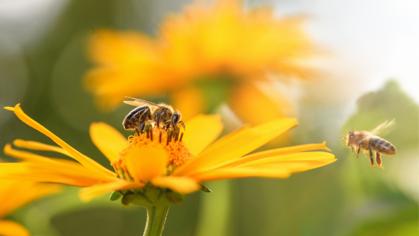 Foto de abelhas polinizando flores amarelas.