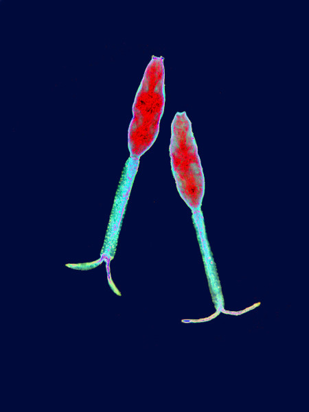 A cercaria penetra ativamente na pele