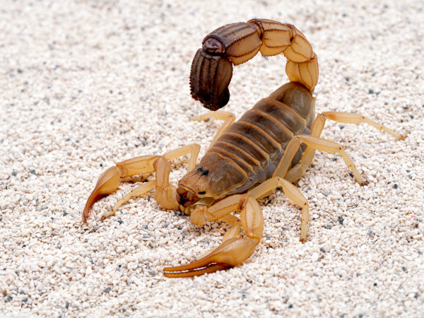 Foto de um escorpião (Androctonus australis)