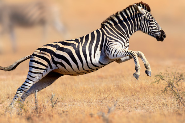 Foto de uma zebra pulando.