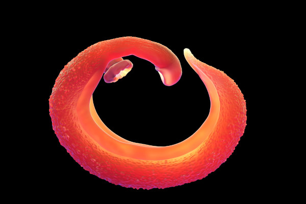 Ilustração de um Schistosoma mansoni.