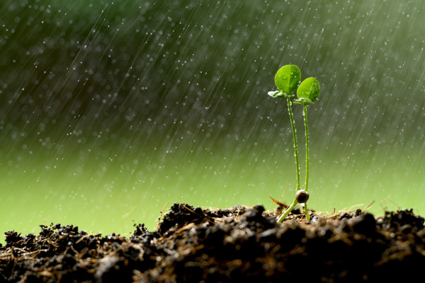 Imagem de uma planta jovem fresca crescendo sob chuva forte.