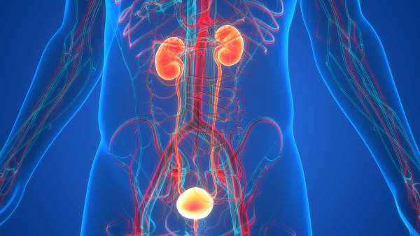 Imagem representativa contendo o aparelho urinário ou sistema urinário.